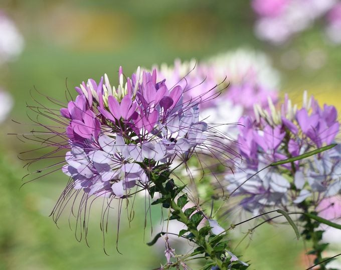 Cleome Flower seeds for Planting Shade Tolerant Heirloom & GMO Free Seeds for Home Garden