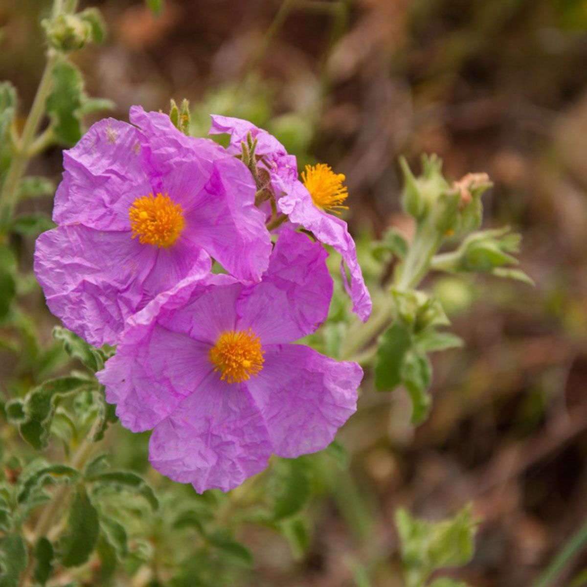Rock Rose Flower seeds for Planting Pollinator Friendly Heirloom & GMO Free Seeds for Home Garden