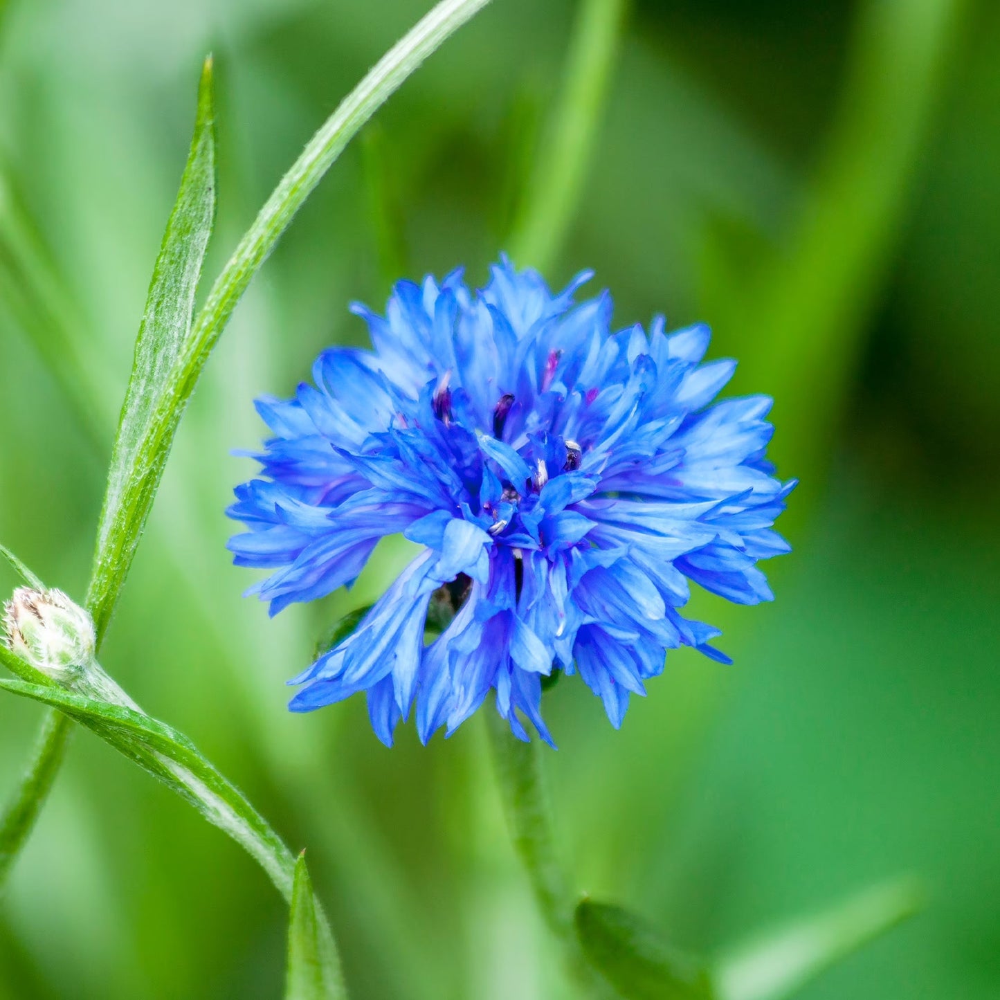 Plant Blue Marigold Flower Seeds for Stunning and Exotic Garden Displays