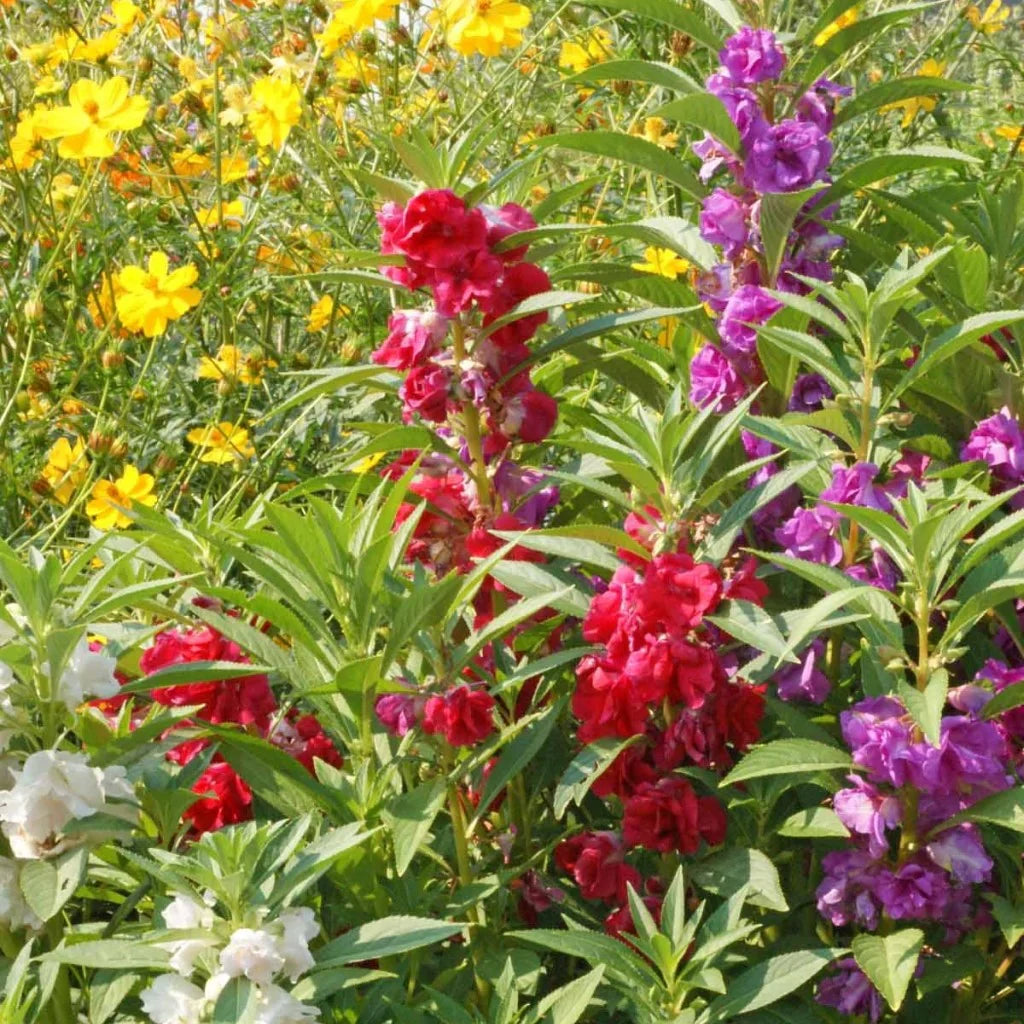 Balsam Flower seeds for Planting - Drought Tolerant, Heirloom & GMO Free Seeds for Home Garden