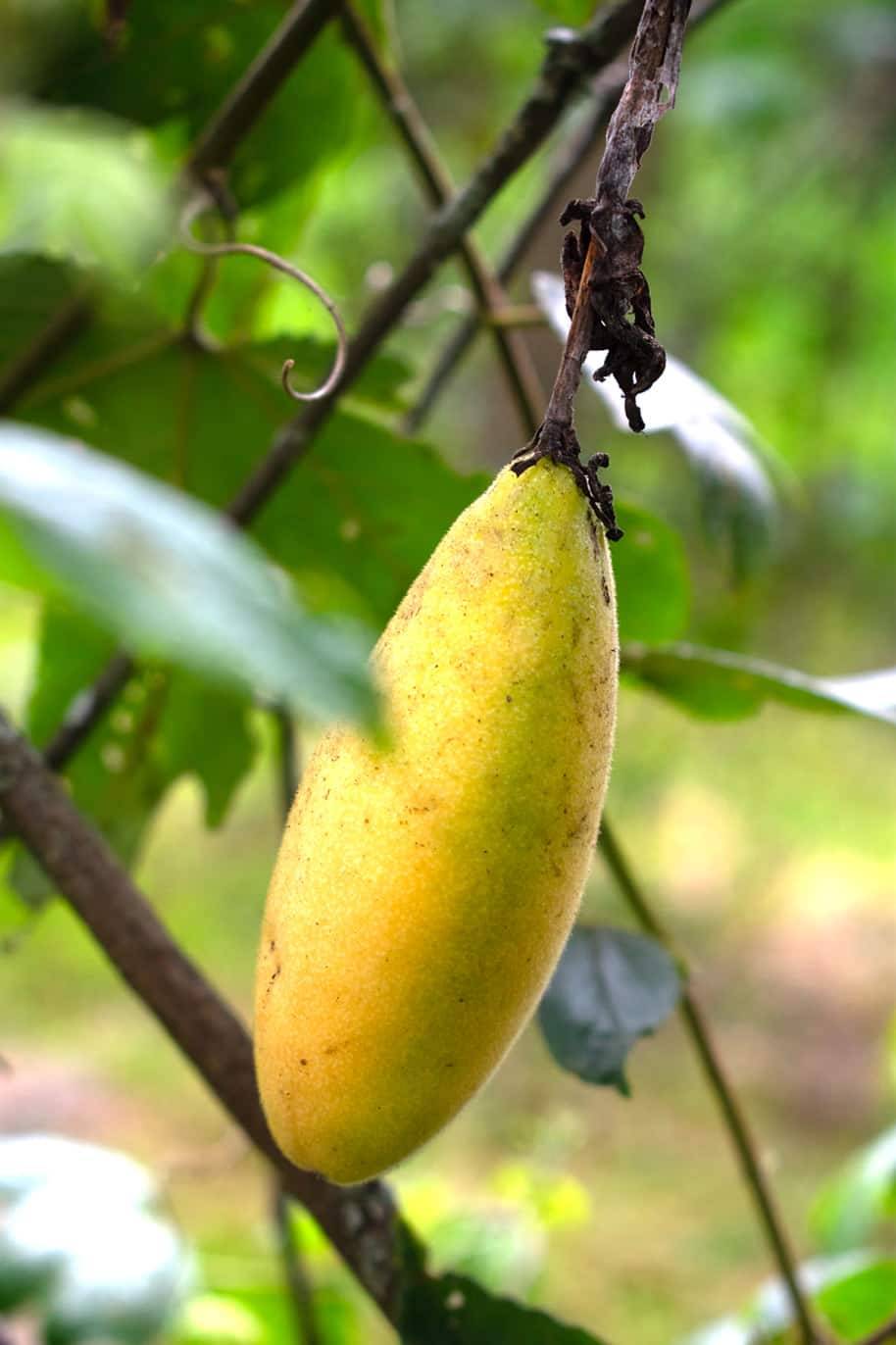 Yellow Passiflora Mollissima Fruit Seeds Planting - Evergrowseeds
