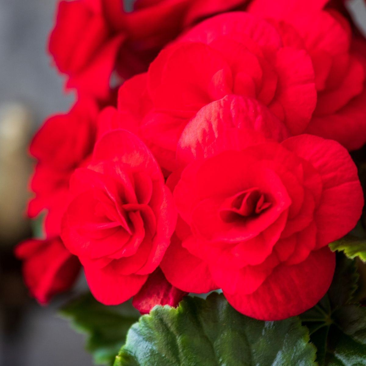 Tuberous Begonia Red Flower seeds for Planting - Garden Favorite, Heirloom & GMO Free Seeds for Home Garden
