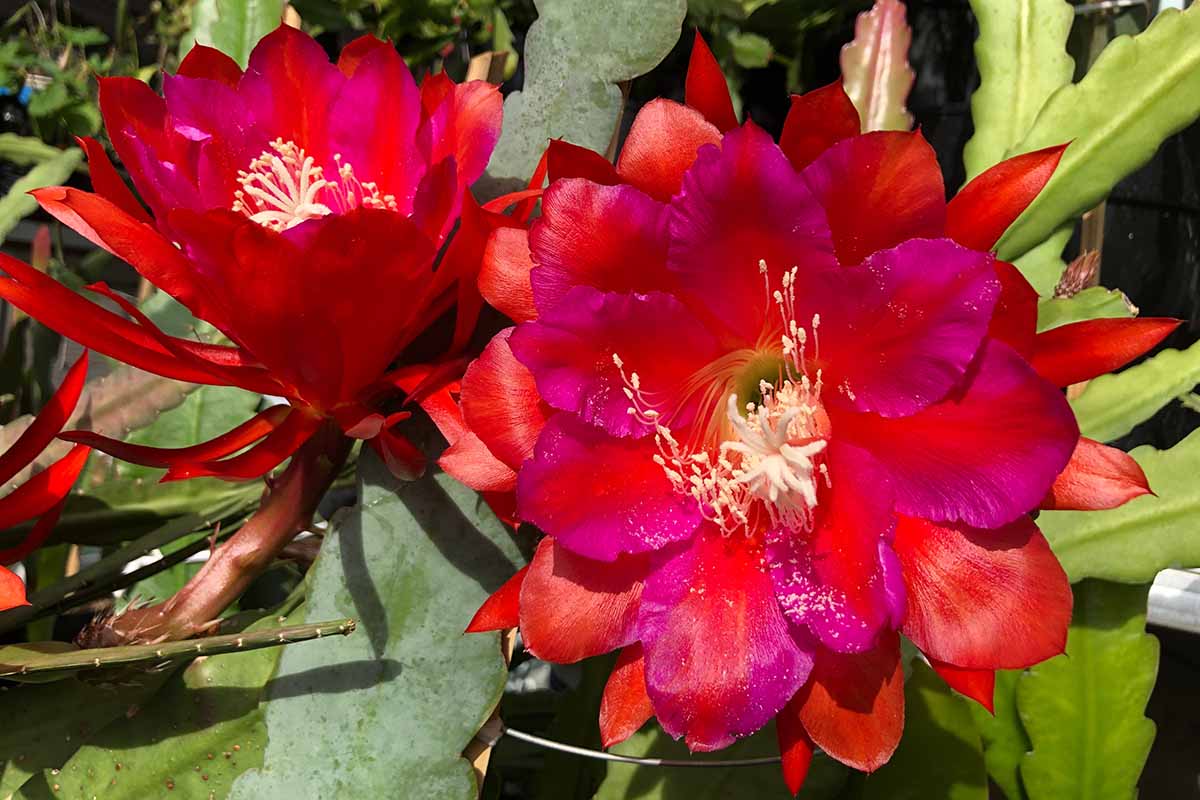Heirloom Epiphyllum Flower seeds for Planting Drought Tolerant Heirloom & GMO Free Seeds for Home Garden