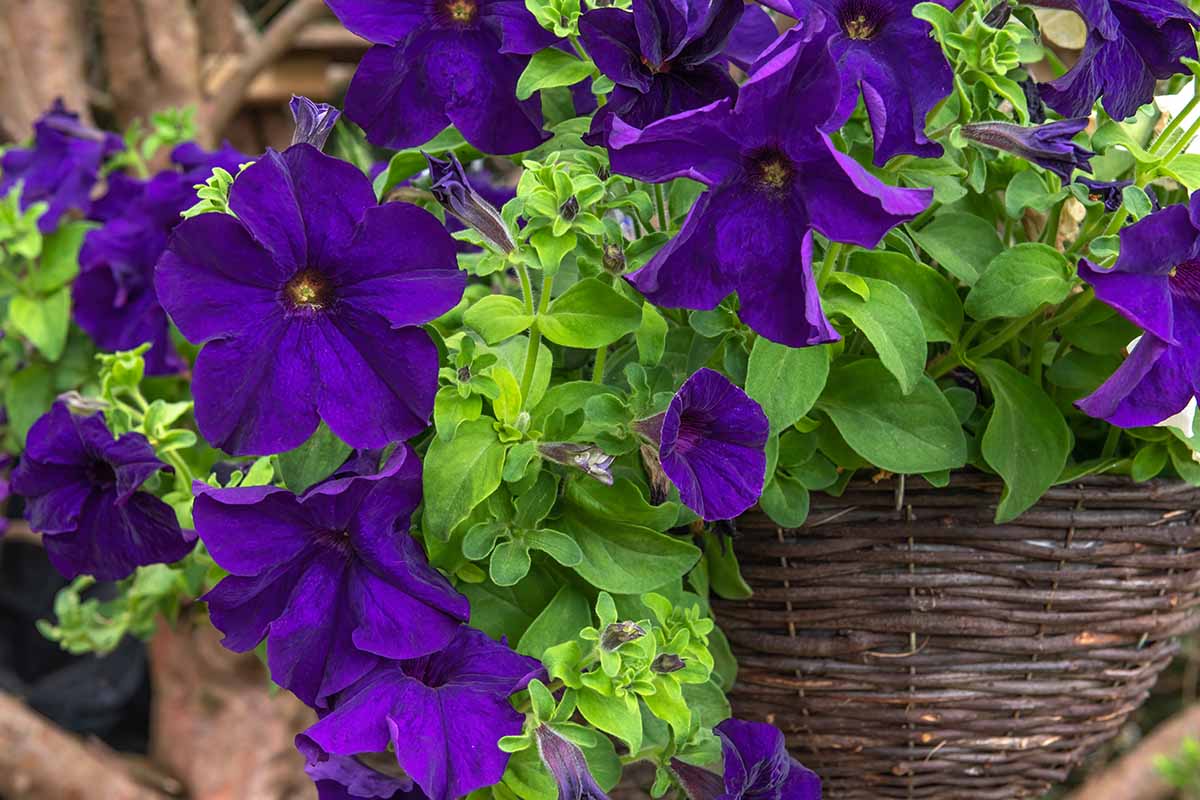 Hanging Petunia Flower Seeds For Planting Pink Violet - Perfect Colorful And Dynamic Gardens