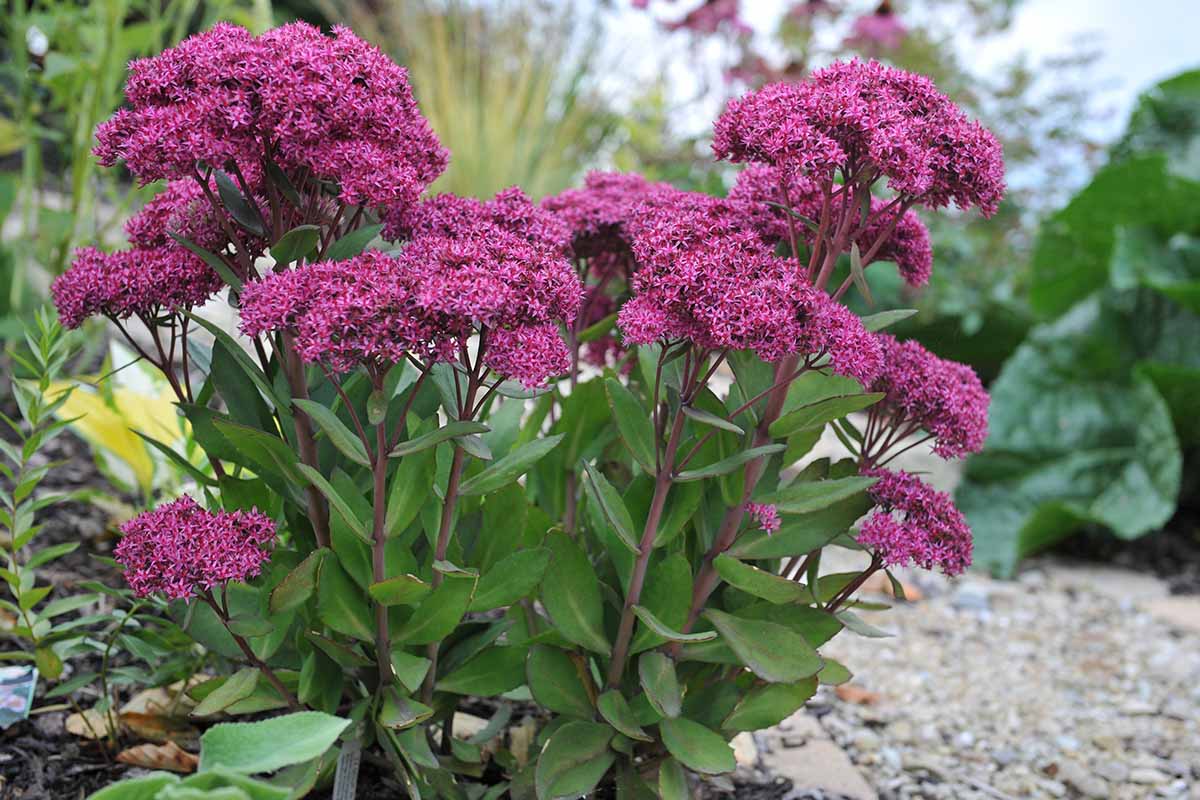 Sedum Flower seeds for Planting Fragrant Blossoms Heirloom & GMO Free Seeds for Home Garden