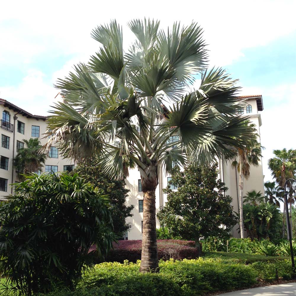 Bismarck Palm Tree Seeds For Planting - Exotic Tropical Garden Addition