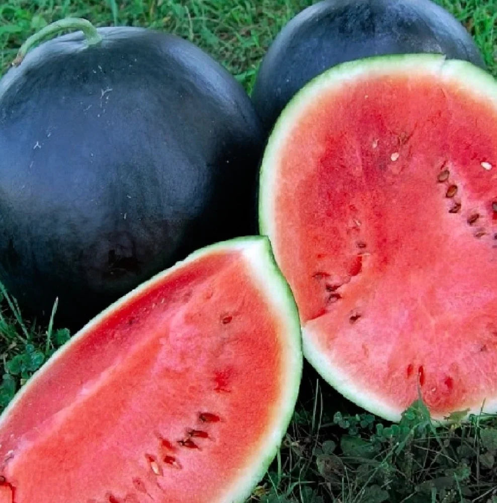 Florida Giant Watermelon (Cannon Ball, Black Diamond) Citrullus Fruit Seeds