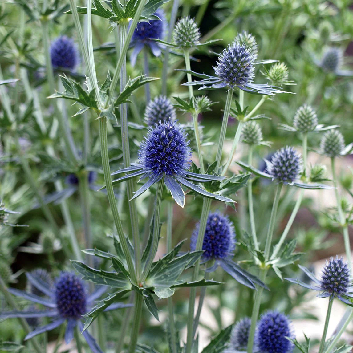 Ornamental Blue Eryngium flowering plant