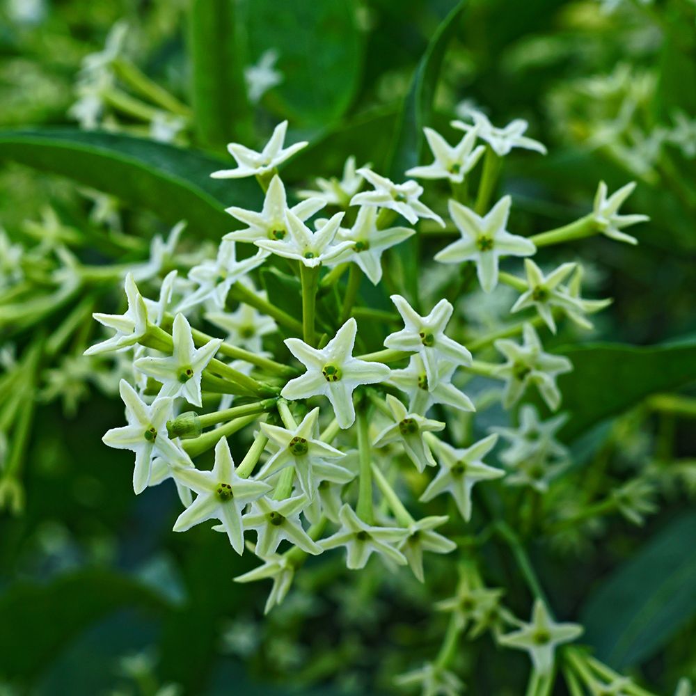 Cestrum Nocturnum Flower seeds for Planting Fragrant Blossoms Heirloom & GMO Free Seeds for Home Garden