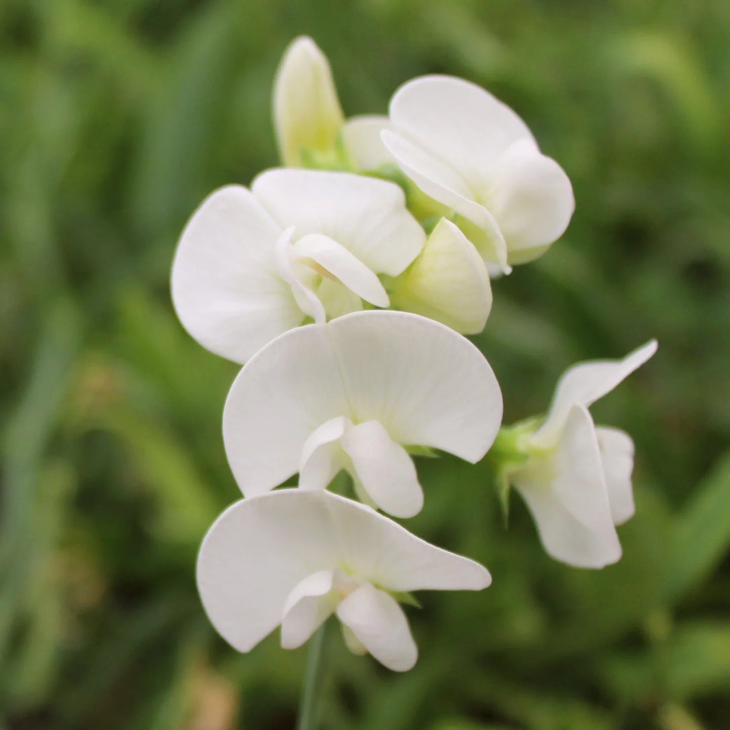 Heirloom Sweet Pea Flower seeds for Planting Cut Flower Favorite Heirloom & GMO Free Seeds for Home Garden