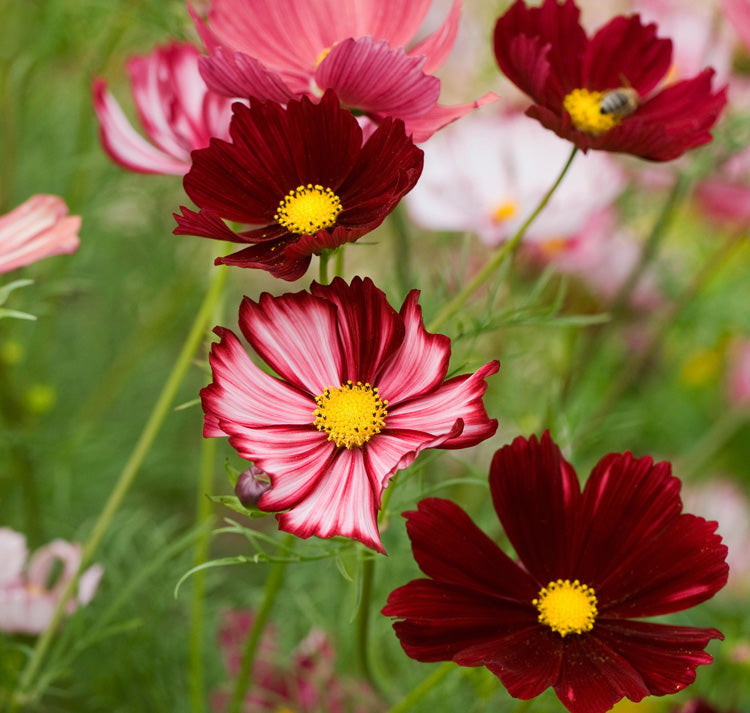 Cosmos Velouette Flower seeds for Planting Long Bloom Season Heirloom & GMO Free Seeds for Home Garden