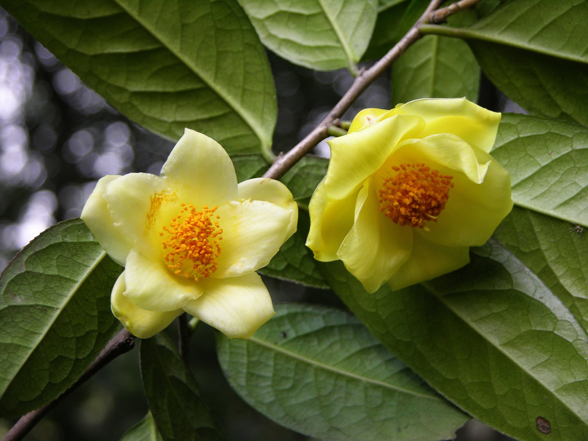 Golden Camellia Flower seeds for Planting - Seasonal Bloomer, Heirloom & GMO Free Seeds for Home Garden