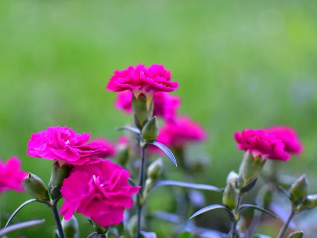 Carnations Flower seeds for Planting - Premium Quality, Heirloom & GMO Free Seeds for Home Garden