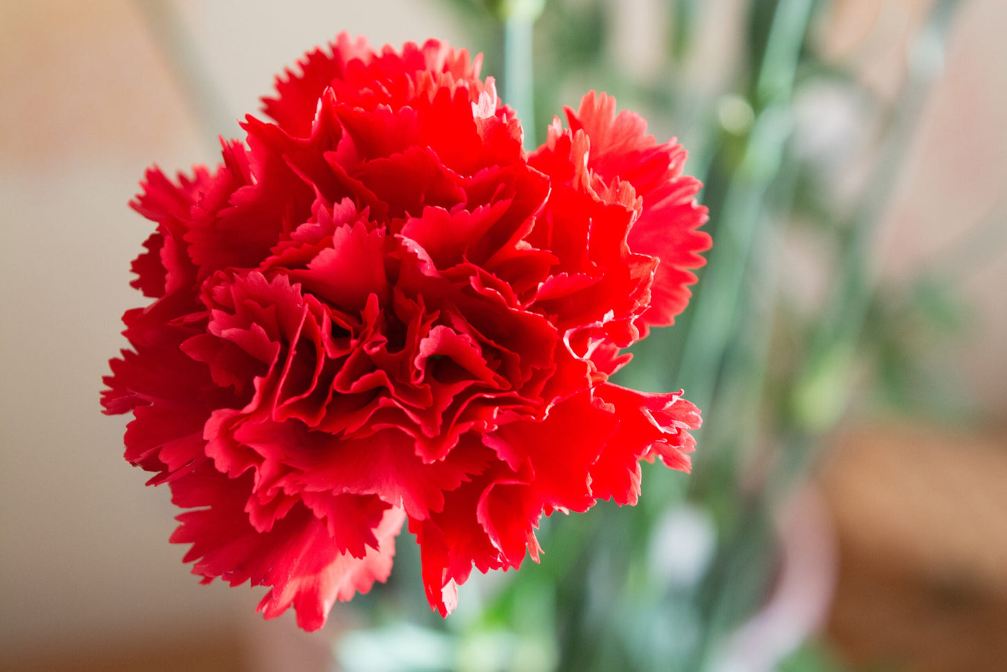 Carnation Dianthus Flower seeds for Planting Pollinator Friendly Heirloom & GMO Free Seeds for Home Garden
