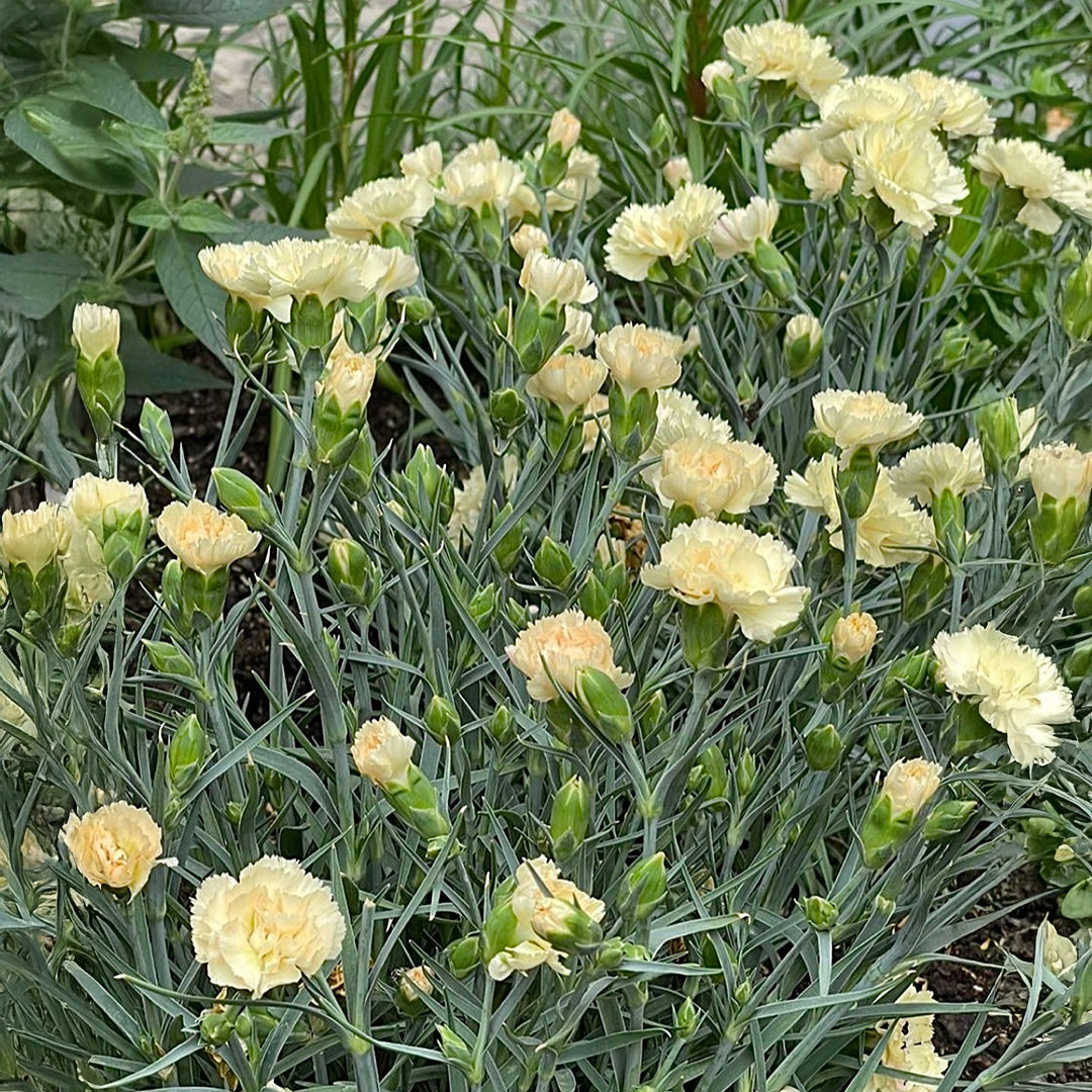 Light Yellow Carnation Flower Seeds for Easy Planting