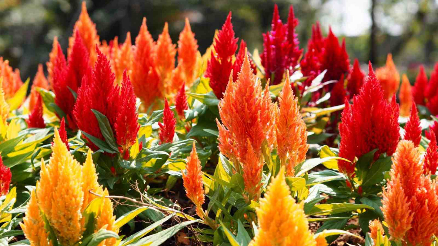Celosia Flower seeds for Planting - Long Bloom Season, Heirloom & GMO Free Seeds for Home Garden