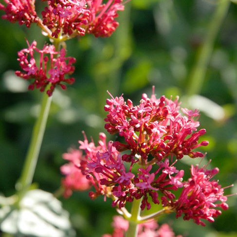 Red Valerian Centranthus Ruber Seeds – Heirloom Non-GMO Compact Flowering Seeds for Garden Planting