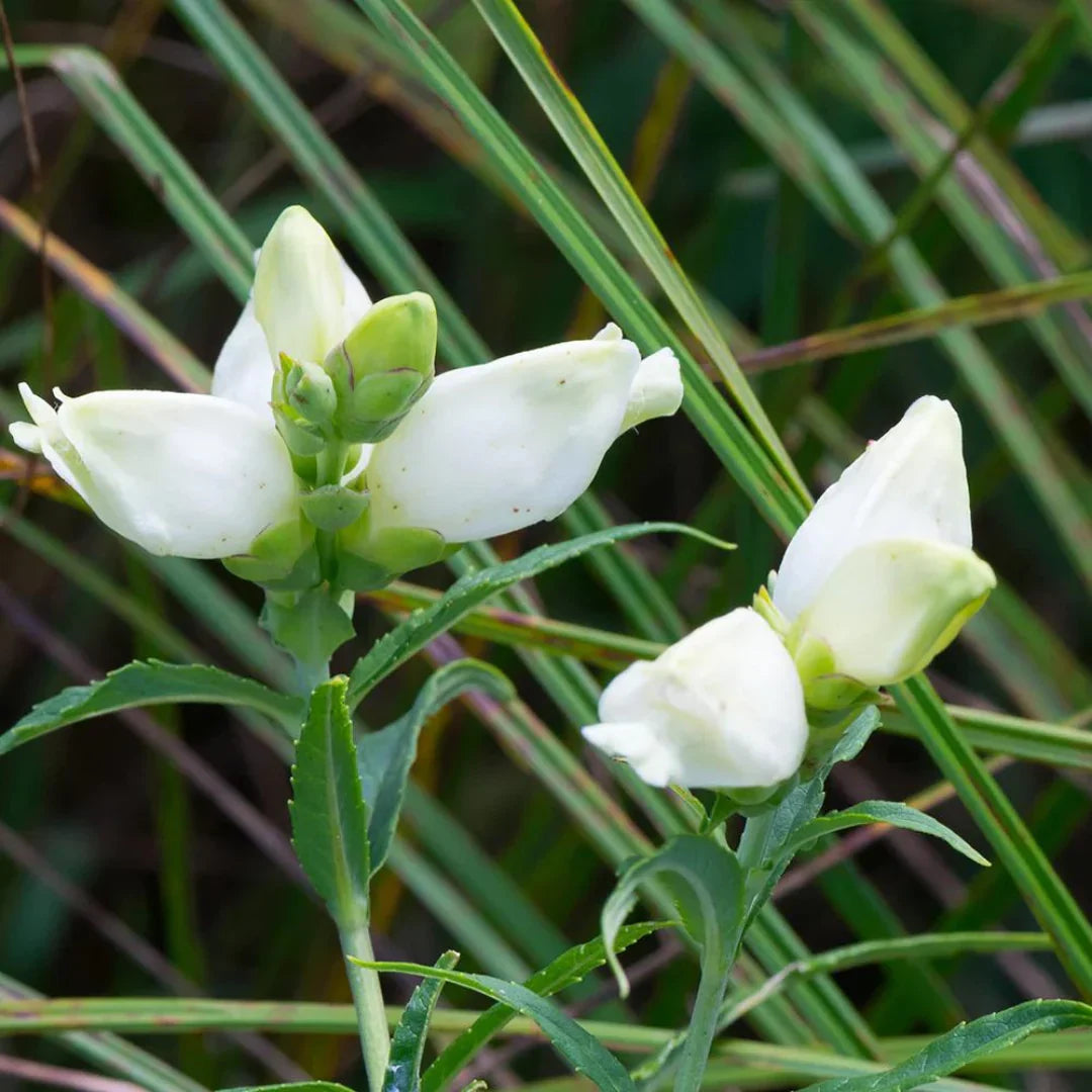 Chelone Glabra Flower seeds for Planting Cottage Garden Essential Heirloom & GMO Free Seeds for Home Garden
Sale