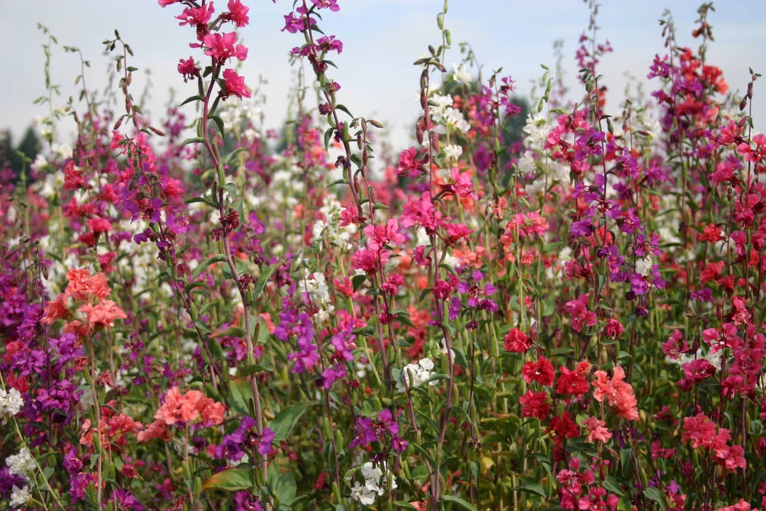 Clarkia Elegans Flower seeds for Planting Pollinator Friendly Heirloom & GMO Free Seeds for Home Garden