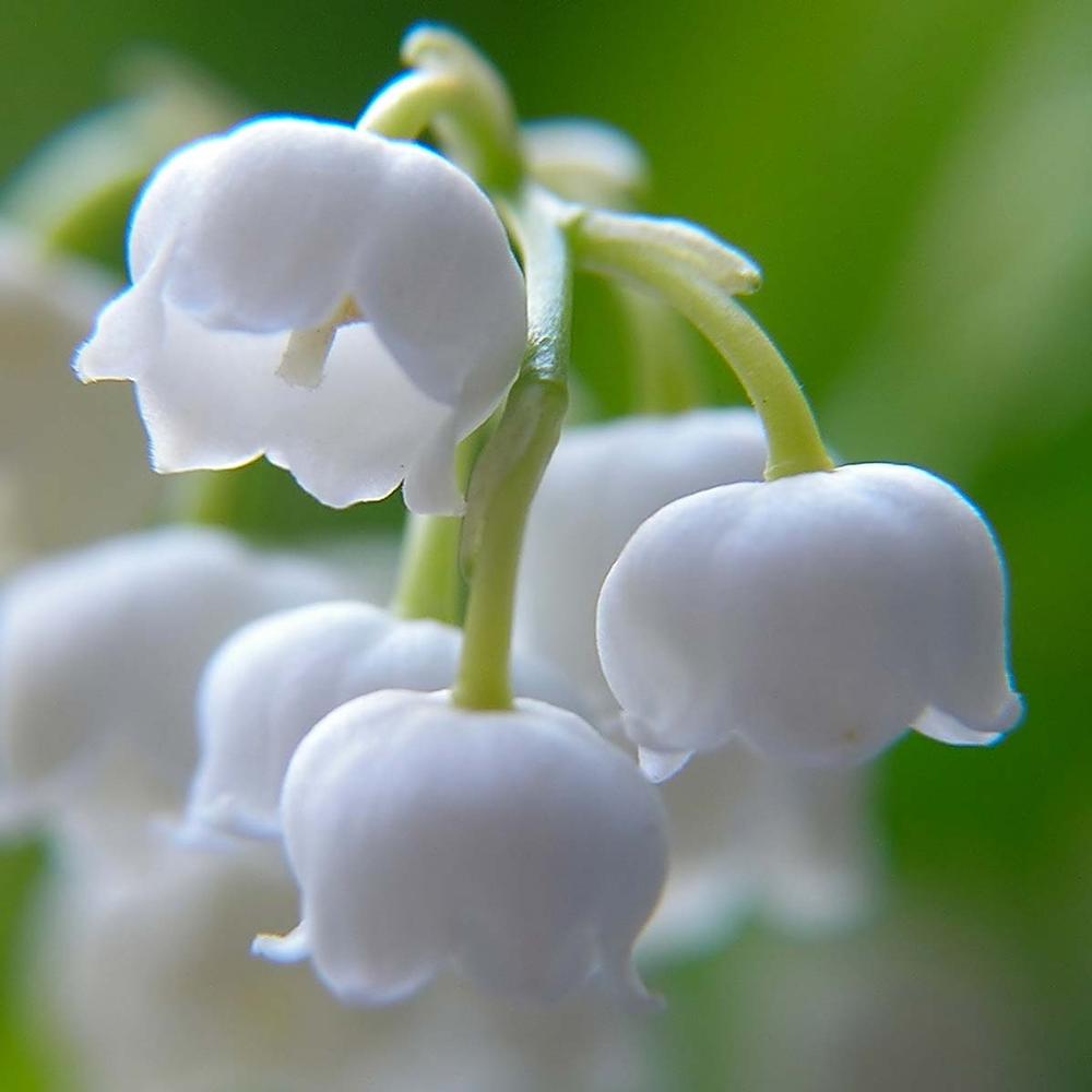 Heirloom Valley Flower seeds for Planting Drought Tolerant Heirloom & GMO Free Seeds for Home Garden