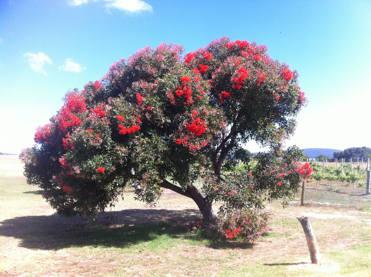 Heirloom Corymbia Ficifolia Flower seeds for Planting Garden Favorite Heirloom & GMO Free Seeds for Home Garden