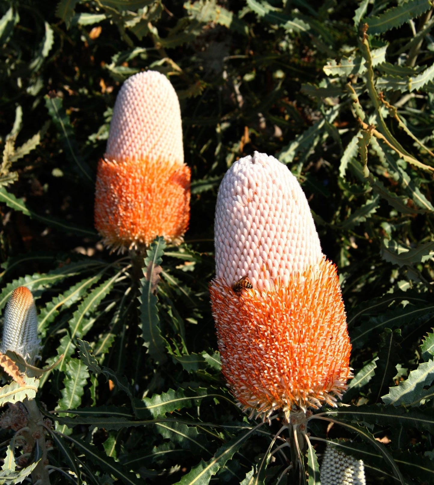 Banksia Flower seeds for Planting Colorful Display Heirloom & GMO Free Seeds for Home Garden