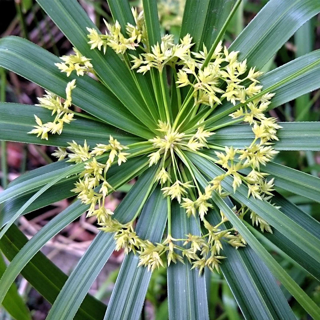 Green Cyperus Alternifolius Flower seeds for Planting - Cut Flower Favorite, Heirloom & GMO Free Seeds for Home Garden