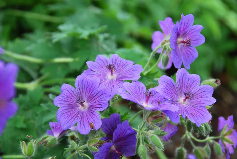 Cranesbill Geranium Flower seeds for Planting - Cut Flower Favorite, Heirloom & GMO Free Seeds for Home Garden