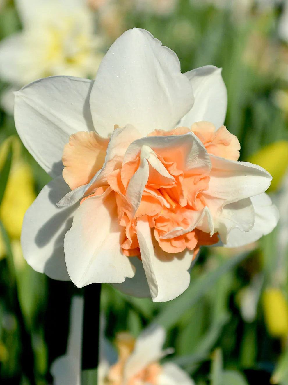 Double Narcissus Flower Seeds for Planting - White & Yellow Varieties