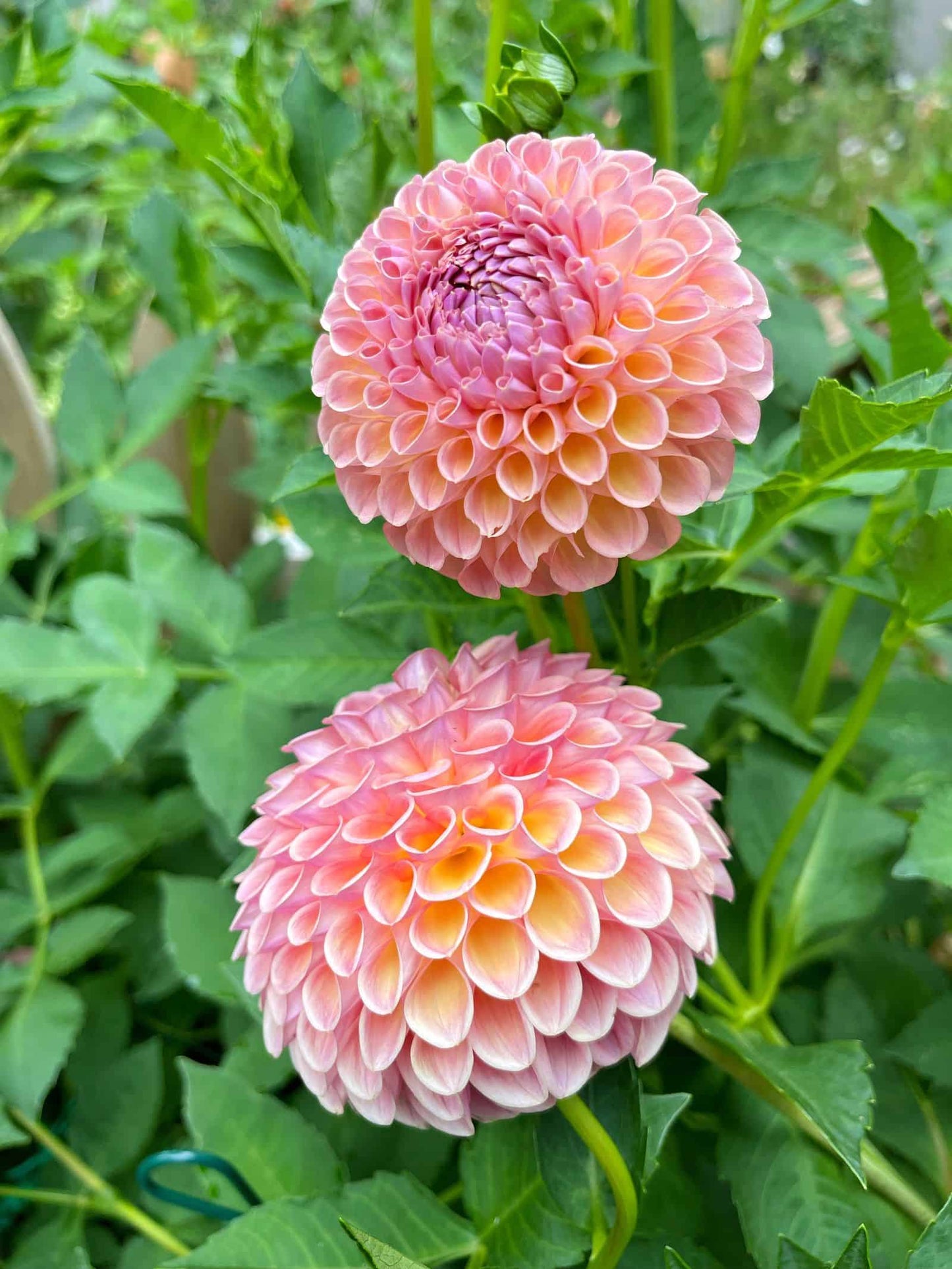 Colorful Dahlia Display in Garden
