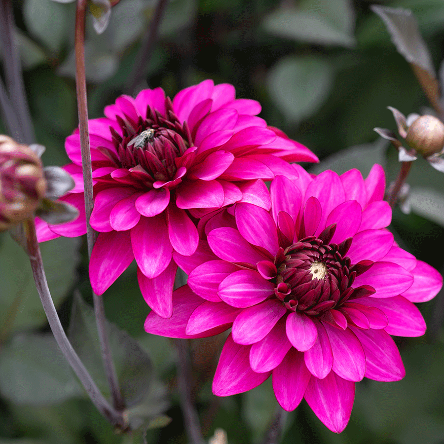Dark Purple Dahlia Flower Seeds for Planting
