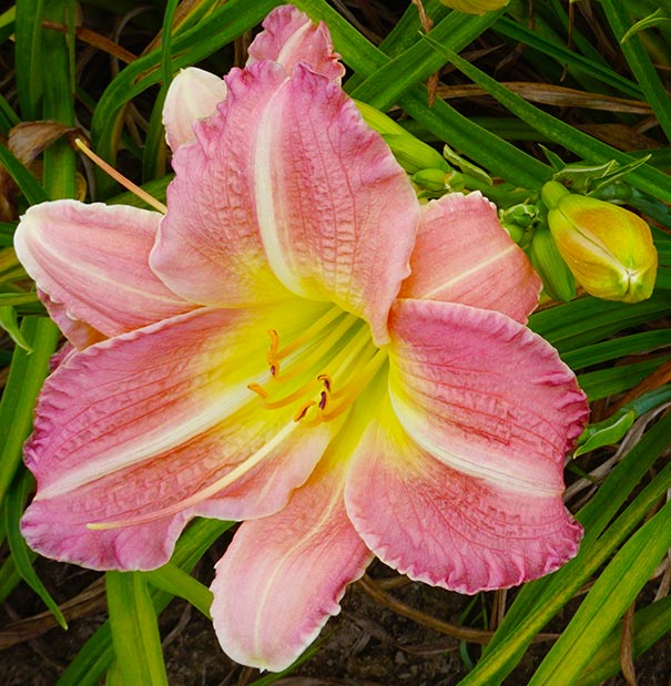 Daylily Flower Seeds Flower seeds for Planting Easy to Grow Heirloom & GMO Free Seeds for Home Garden