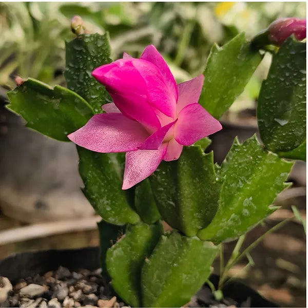 Schlumbergera Flower seeds for Planting Seasonal Bloomer Heirloom & GMO Free Seeds for Home Garden