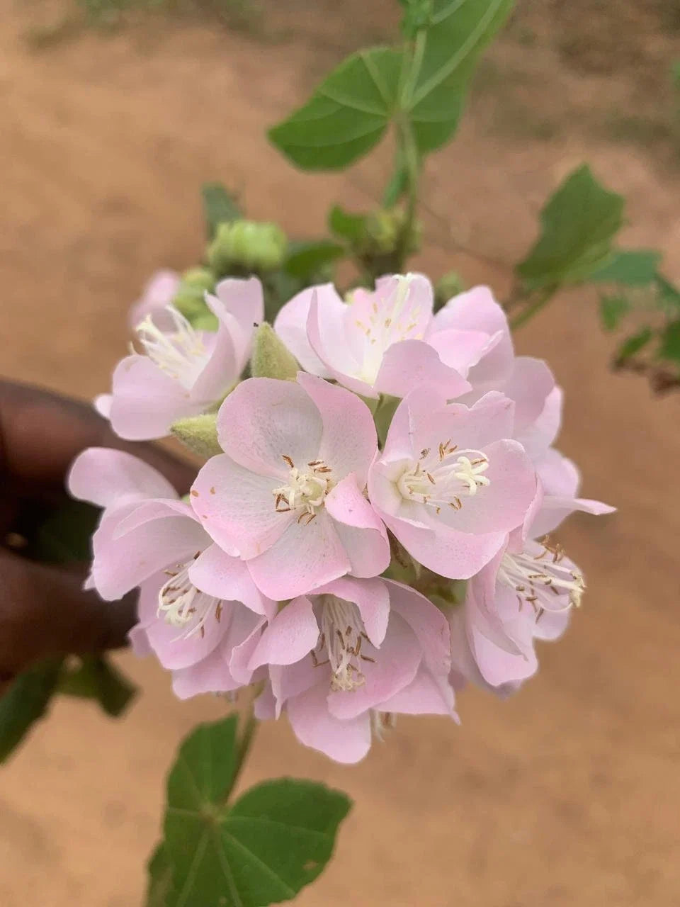 Dombeya Bourgassiae Flower seeds for Planting Long Bloom Season Heirloom & GMO Free Seeds for Home Garden