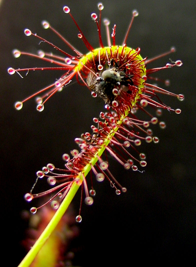 Sundew Plant Seeds For Planting: Grow Your Own Exotic Carnivorous Flowering Plants