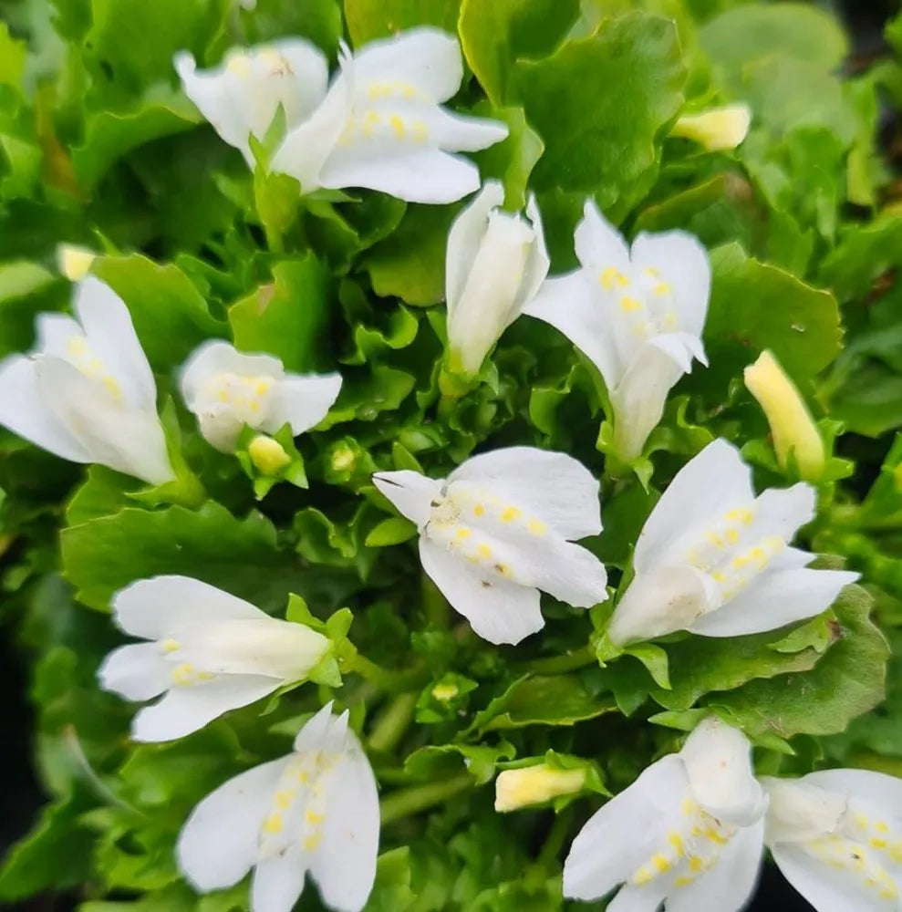 MarshFlower seeds for Planting Cottage Garden Essential Heirloom & GMO Free Seeds for Home Garden