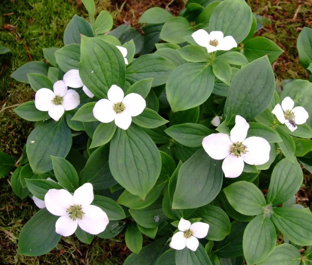 Western Bunchberry (Alaskan Dogwood) Canadian Cornus unalaschkensis Groundcover Flower Seeds