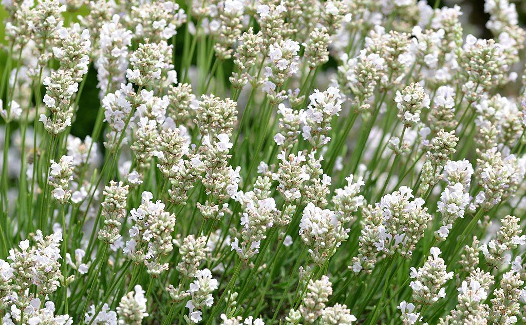 White Ellagance Snow Plant Seeds Planting Pack