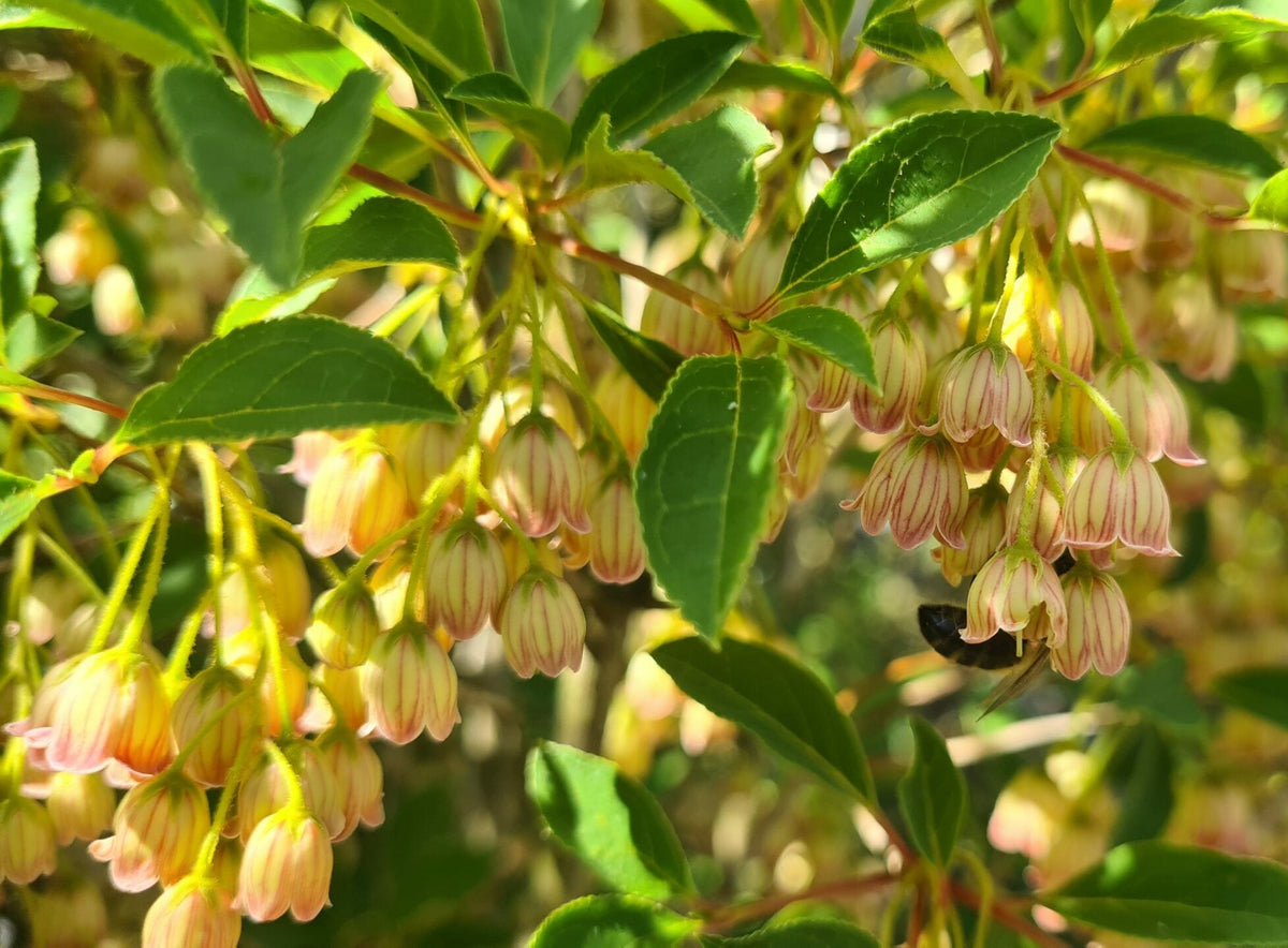Enkianthus Campanulatus Flower seeds for Planting Drought Tolerant Heirloom & GMO Free Seeds for Home Garden