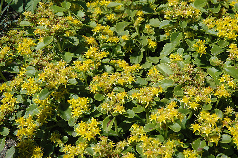 Sedum Golden Carpet Succulent Seeds Flower seeds for Planting Wildflower Mix Heirloom & GMO Free Seeds for Home Garden