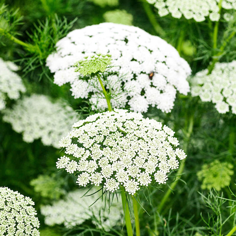 Bishop's Flower seeds for Planting Long Bloom Season Heirloom & GMO Free Seeds for Home Garden