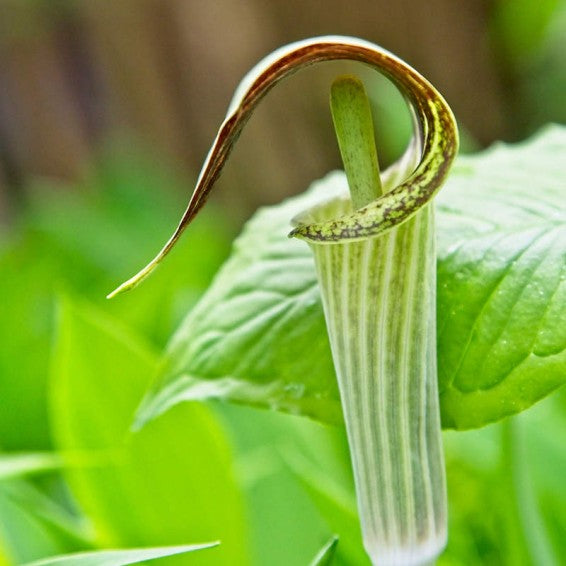 Green Arisaema Triphyllum Flower seeds for Planting - Sun Loving, Heirloom & GMO Free Seeds for Home Garden