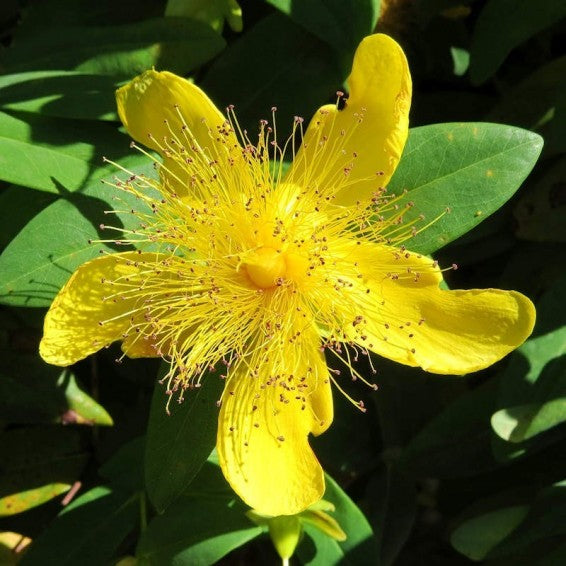 Heirloom Hypericum Flower seeds for Planting Hardy Variety Heirloom & GMO Free Seeds for Home Garden