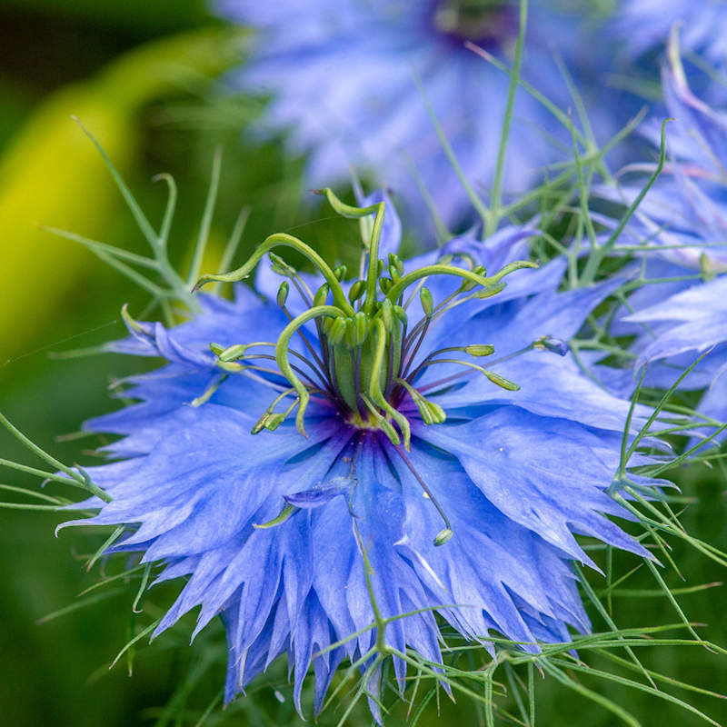Indigo Flower seeds for Planting, Garden Favorite Heirloom & GMO Free Seeds for Home Garden