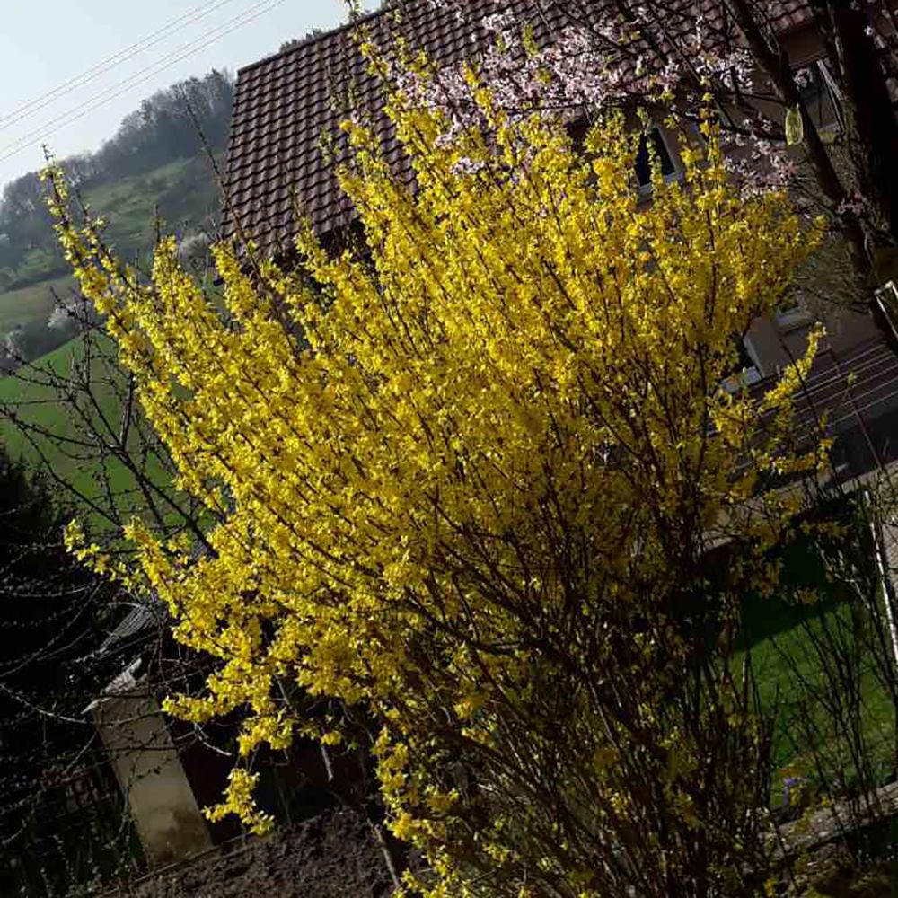 Trifoliate Forsythia Flower seeds for Planting - Sun Loving, Heirloom & GMO Free Seeds for Home Garden