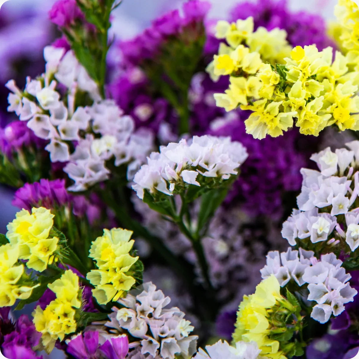 Statice Flower seeds for Planting Premium Quality Heirloom & GMO Free Seeds for Home Garden