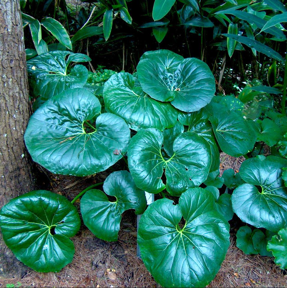Farfugium Japonicum Flower seeds for Planting - Garden Favorite, Heirloom & GMO Free Seeds for Home Garden