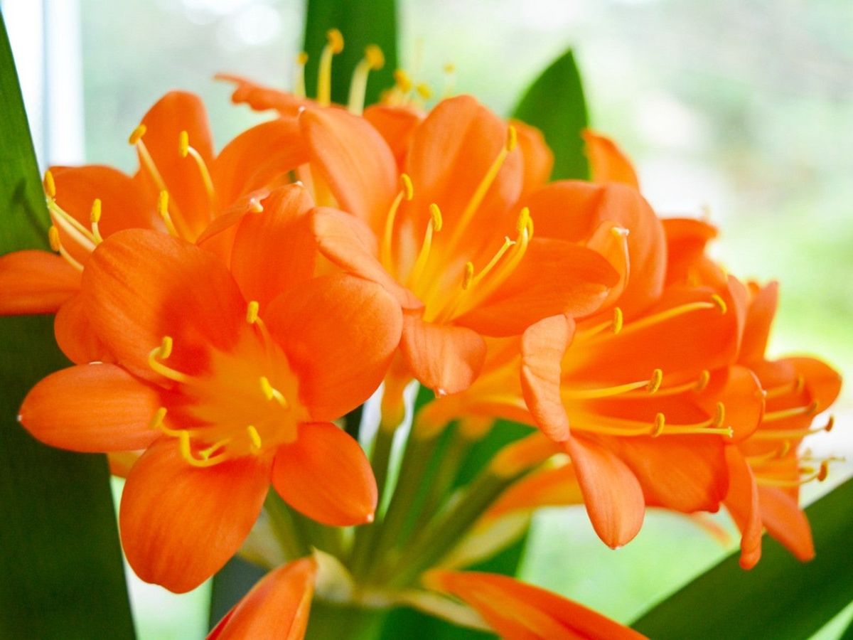 Orange Bell Orchid Flower Seeds for Planting