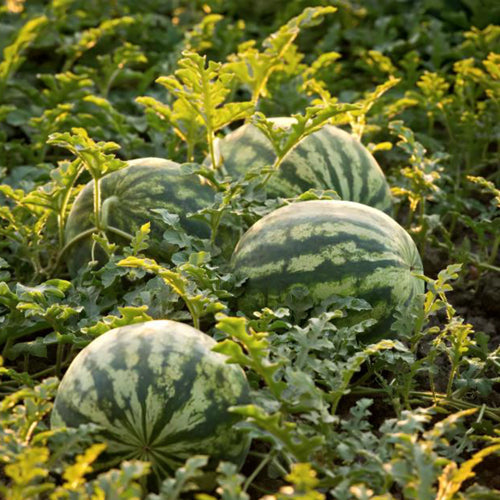 Green Watermelon Seeds Planting Pack