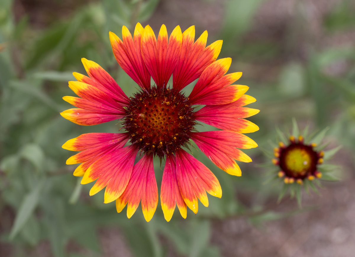 Gaillardia Pulchella Flower seeds for Planting Drought Tolerant Heirloom & GMO Free Seeds for Home Garden